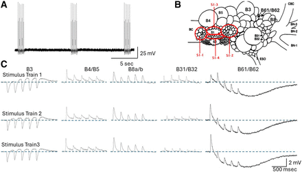 Figure 1.